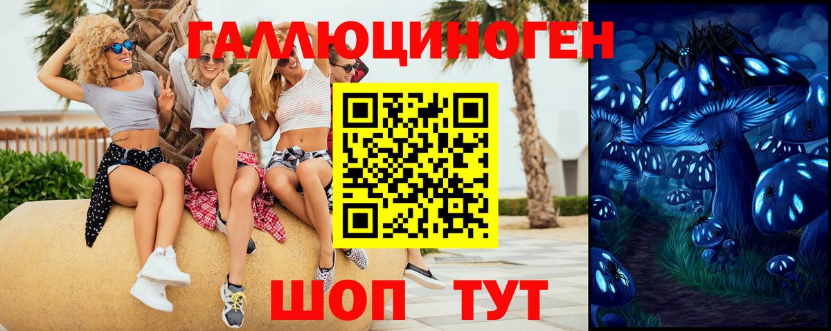 Псилоцибиновые грибы Psilocybe Гатчина